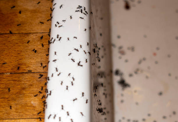 Wasp Removal Services in Shakopee, MN