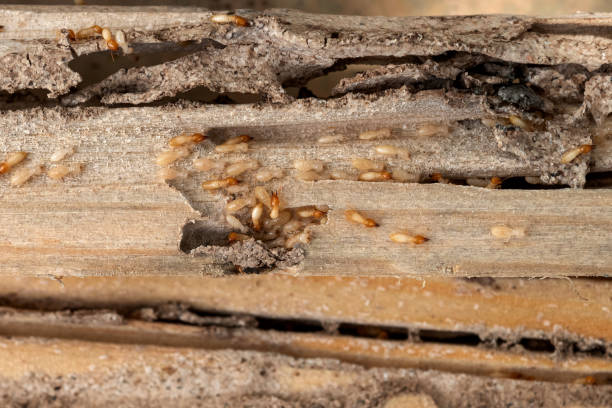 Bird Control in Shakopee, MN